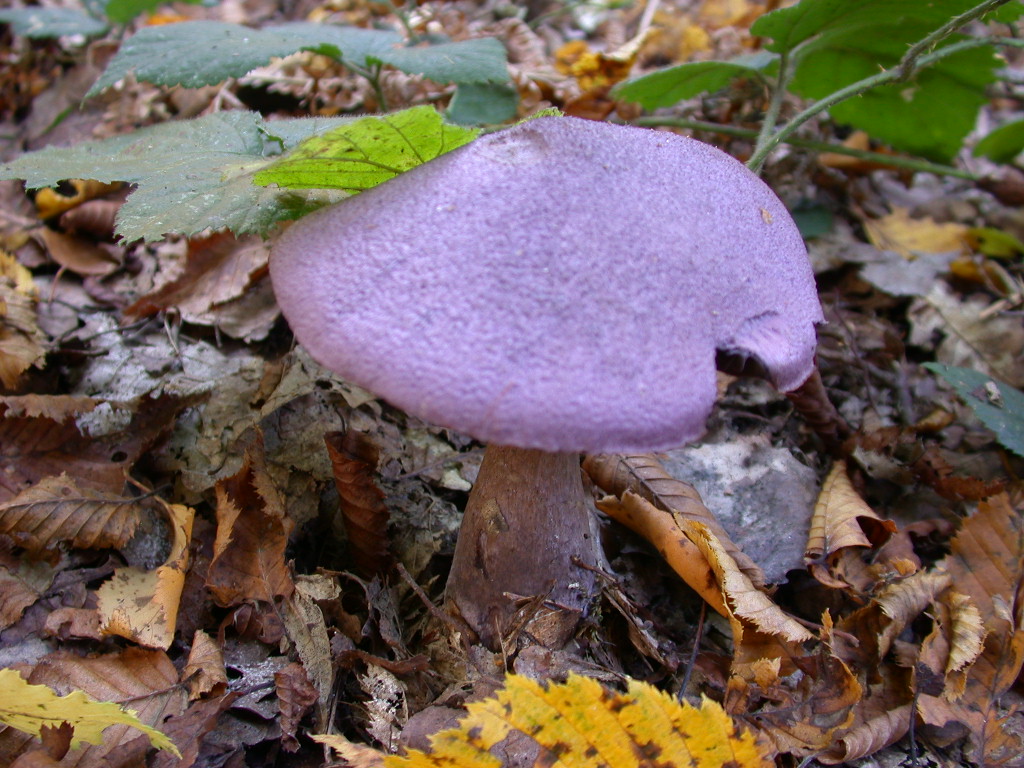 Viola scuro